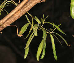 Nuxia oppositifolia