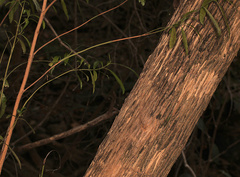 Nuxia oppositifolia