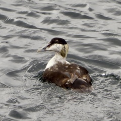 Somateria mollissima