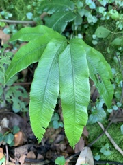 Angiopteris lygodiifolia