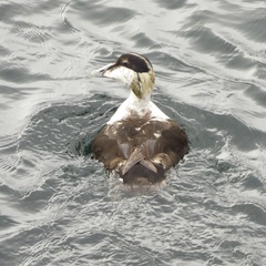 Somateria mollissima