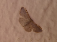 Idaea distinctaria