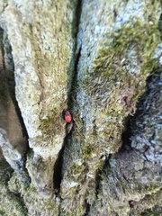 Pyrrhocoris apterus