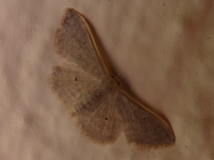 Idaea distinctaria