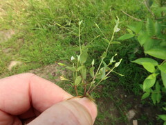 Lindernia anagallidea