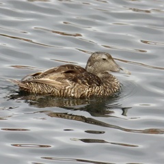 Somateria mollissima