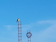 Pitangus sulphuratus