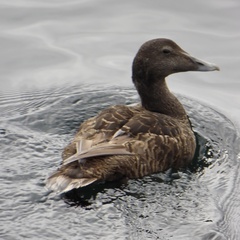 Somateria mollissima