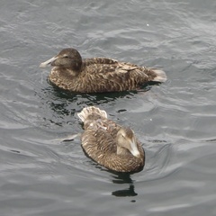 Somateria mollissima