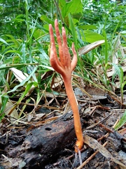 Trichoderma cornu-damae