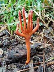 Trichoderma cornu-damae