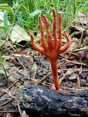 Trichoderma cornu-damae