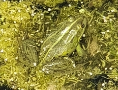 Pelophylax epeiroticus