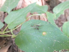 Condylostylus nebulosus