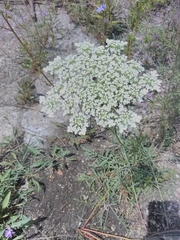 Daucus carota