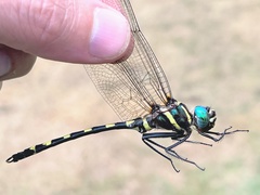 Macromia pacifica