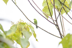 Chloropsis cyanopogon