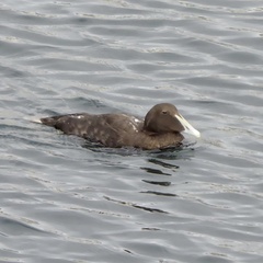 Somateria mollissima