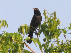 Gnorimopsar chopi