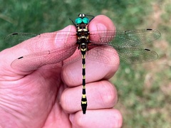 Macromia pacifica