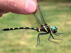 Macromia pacifica