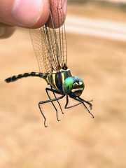 Macromia pacifica