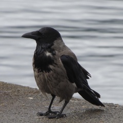 Corvus cornix
