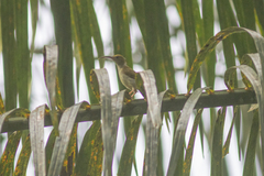 Arachnothera modesta