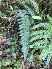 Asplenium cuneatiforme