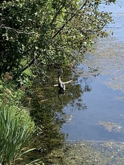 Ardea herodias