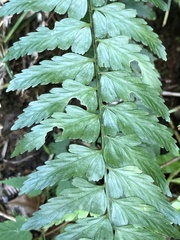 Asplenium cuneatiforme