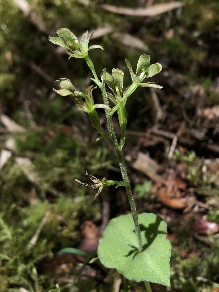 Neottia shenlengiana