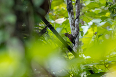 Blythipicus rubiginosus