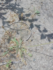 Plantago lanceolata