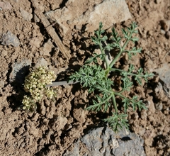 Lomatium nevadense nevadense