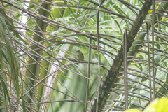 Dicaeum trigonostigma