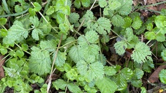 Rubus parviaraliifolius