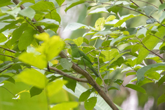 Chloropsis cyanopogon