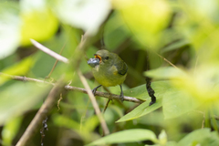 Dicaeum trigonostigma