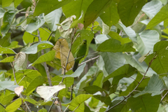 Chloropsis cyanopogon