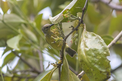 Anthreptes malacensis