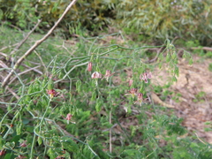 Asparagus declinatus