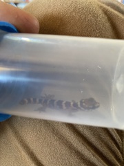 Pachydactylus formosus