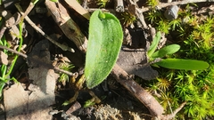 Glossodia major