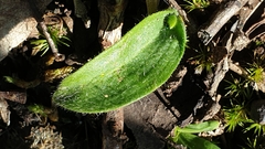 Glossodia major