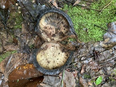 Pterygota alata