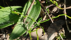Glossodia major