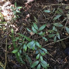 Cinnamomum subavenium