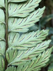 Asplenium cuneatiforme