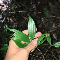 Cinnamomum subavenium